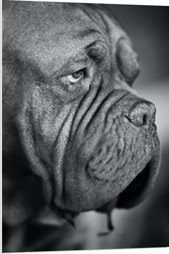 WallClassics - Panneau de mousse PVC - Bordeaux Dog Zwart / Wit - Photo 70x105 cm sur panneau de mousse PVC