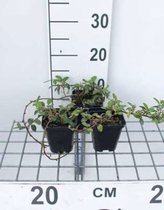 6 x Cotoneaster dammeri 'Major' - Dwergmispel - pot 9 x 9 cm