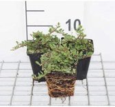 6 x Cotoneaster procumbens 'Queen of Carpets' - DWERGMISPEL - pot 9 x 9 cm