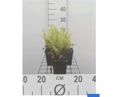 6 x Pteridium aquilinum - Adelaarsvaren - pot 9 x 9 cm