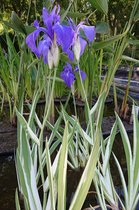 Bonte japanse iris (Iris kaempferii 'Variegata') - Vijverplant - 3 losse planten - Om zelf op te potten - Vijverplanten Webshop