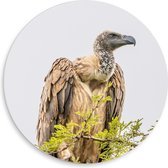 WallClassics - Cercle mural en panneau de mousse PVC - Vautour au repos au sommet d'un arbre - Photo 50 x 50 cm sur cercle mural (avec système de suspension)