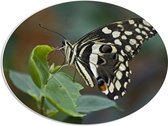 WallClassics - PVC Schuimplaat Ovaal - Zwart-Witte Vlinder op Groene Platn - 56x42 cm Foto op Ovaal  (Met Ophangsysteem)