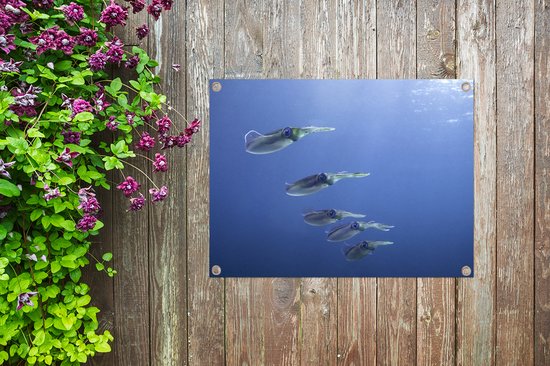 Affiche de jardin Calmar - École comme calamar des Caraïbes 40x30 cm - Toile jardin/Toile extérieur/ Peintures pour l'extérieur (décoration jardin)