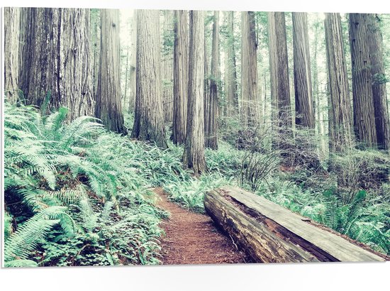 WallClassics - Panneau en mousse PVC - Tronc d'arbre dans la forêt - Photo 75x50 cm sur panneau en mousse PVC (avec système d'accrochage)