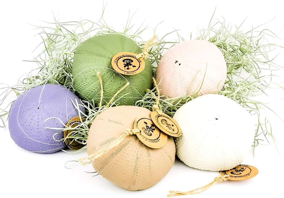 Airplant - Luchtplant -Tillandsia Usneoides - Tillandsia hangend in zee-egel donker beige / taupe - Jellyfish - Kwal - Kwalletje - Hangend - Cadeau - Wintercollectie - Cozy