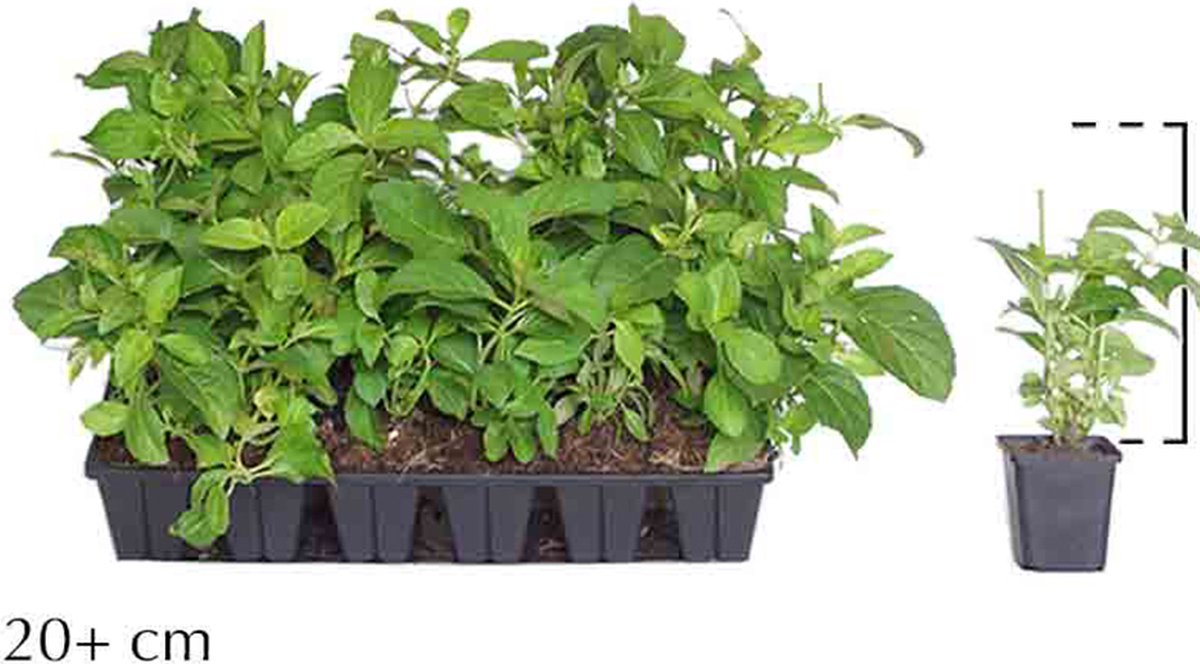 Plants Online - Haagplanten - Heesters - Hortensia 'Soeur Thérèse' - 0.7 liter pot --tray - set van 18 - Bloeiende plant