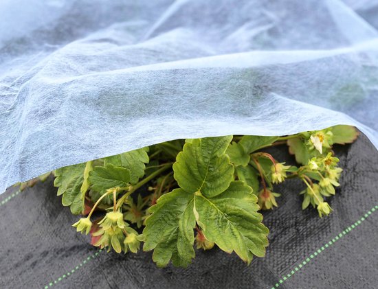 WITTE AGROTILLET 1.5m 15g/m2 met UV / 100m | bol