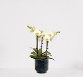 Phalaenopsis Multiflora blanc en pot décoratif Jacky Dark Blauw – Orchidée blanche à fleurs – plante d'intérieur - 40-55cm - Ø13 – fourni avec pot – frais de la pépinière