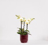 Phalaenopsis Multiflora wit in sierpot Jacky Bordeaux Rood – bloeiende witte Orchidee – kamerplant - 40-55cm - Ø13 – geleverd met plantenpot – vers uit de kwekerij