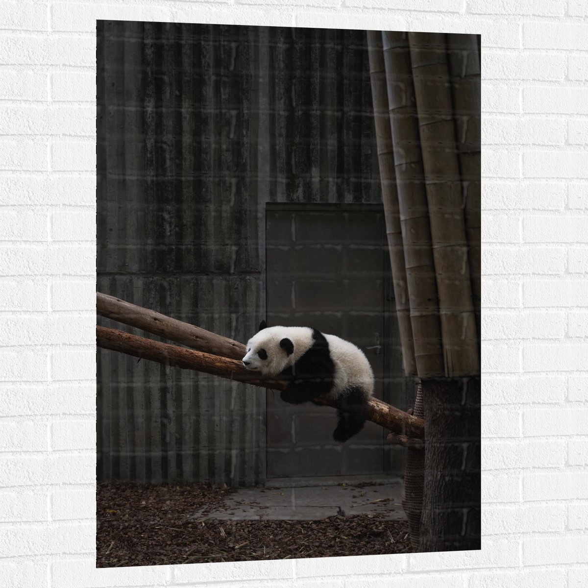 Muursticker - Panda Slapend op een Boomstam - 80x120 cm Foto op Muursticker