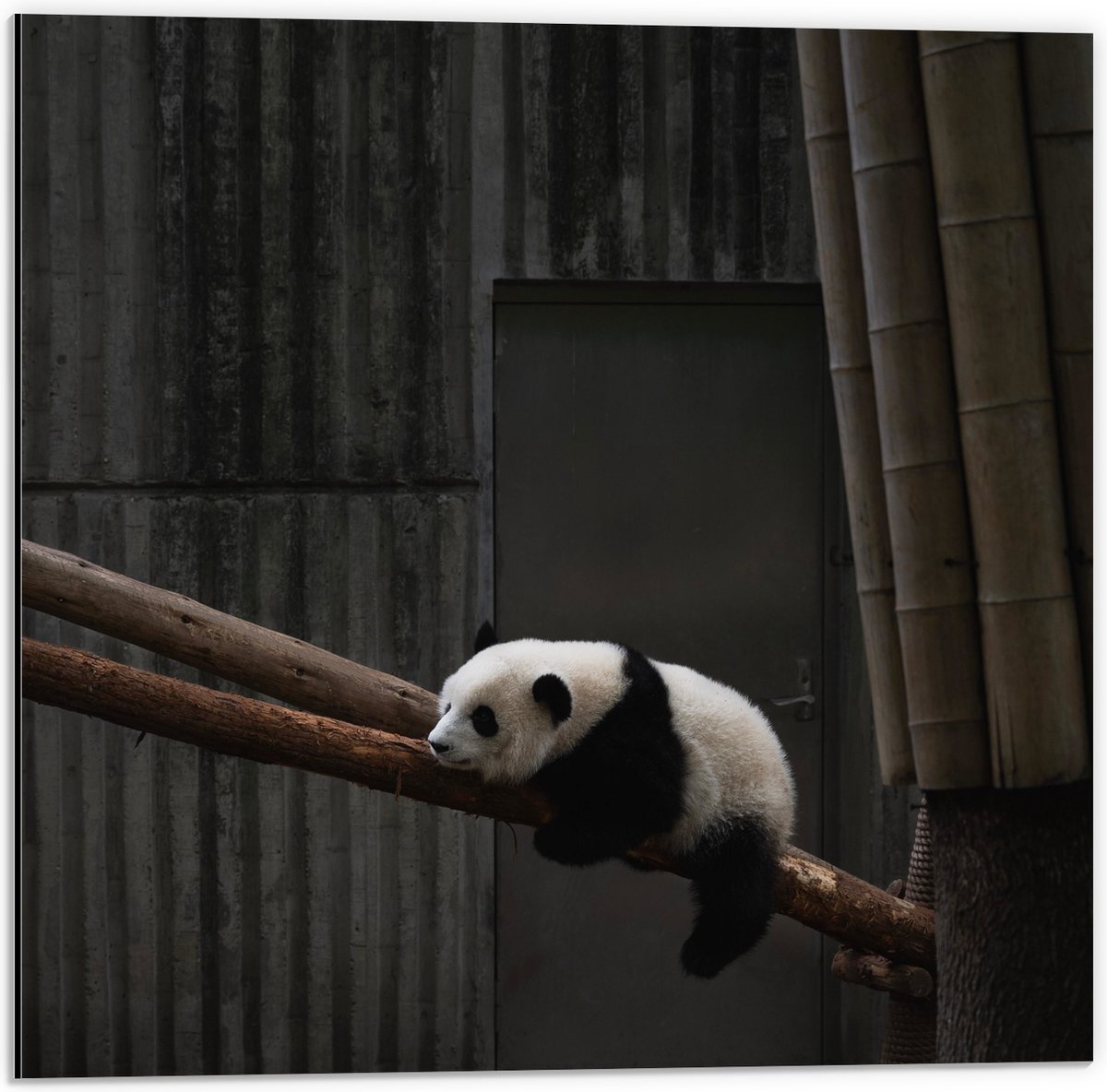 Dibond - Panda Slapend op een Boomstam - 50x50 cm Foto op Aluminium (Wanddecoratie van met