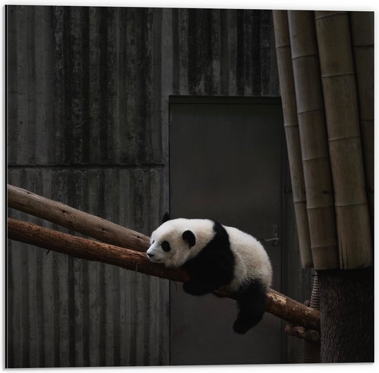 WallClassics - Dibond - Panda dormant sur un tronc d'arbre - 50x50 cm Photo sur aluminium (Décoration murale en métal)