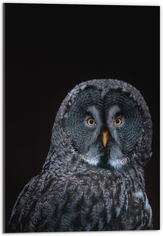WallClassics - Acrylglas - Donkere Uil met Zwarte Achtergrond - 40x60 cm Foto op Acrylglas (Met Ophangsysteem)
