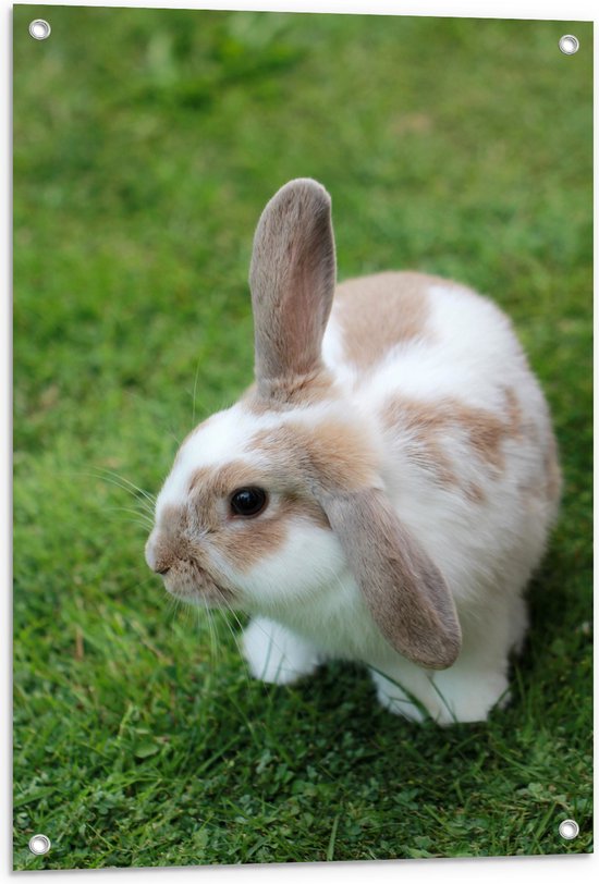 WallClassics - Tuinposter – Schattig Konijntje op het Gras - 60x90 cm Foto op Tuinposter  (wanddecoratie voor buiten en binnen)