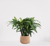 Calathea Blue Grass in sierpot Livia Vanille – luchtzuiverende kamerplant – pauwenplant – living plant - 50-65cm - Ø15 – geleverd met plantenpot – vers uit de kwekerij