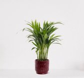 Areca in sierpot Jacky Bordeaux Rood – luchtzuiverende kamerplant – eenvoudig te onderhouden Goudpalm - 35-50cm - Ø13 – geleverd met plantenpot – vers uit de kwekerij