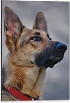 WallClassics - Dibond - Oplettende Herdershond - 40x60 cm Foto op Aluminium (Met Ophangsysteem)