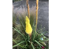 6 x Kniphofia citrina - Vuurpijl, fakkellelie in pot 9 x 9 cm