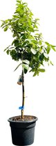 Limoenboom - Citrus Latifolia - Citrusboom - Pot ⌀ 34cm -Hoogte 140-160cm