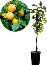 Diospyros kaki 'Rojo Brillante' - sharonfruit - 5 liter pot - 100cm