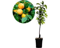 Diospyros kaki ‘Rojo Brillante’, Kaki, Hoogte 100cm, 5 liter pot