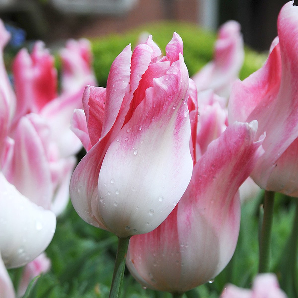 Tulp Holland Chic | 10 stuks | Leliebloemig | Roze | Wit