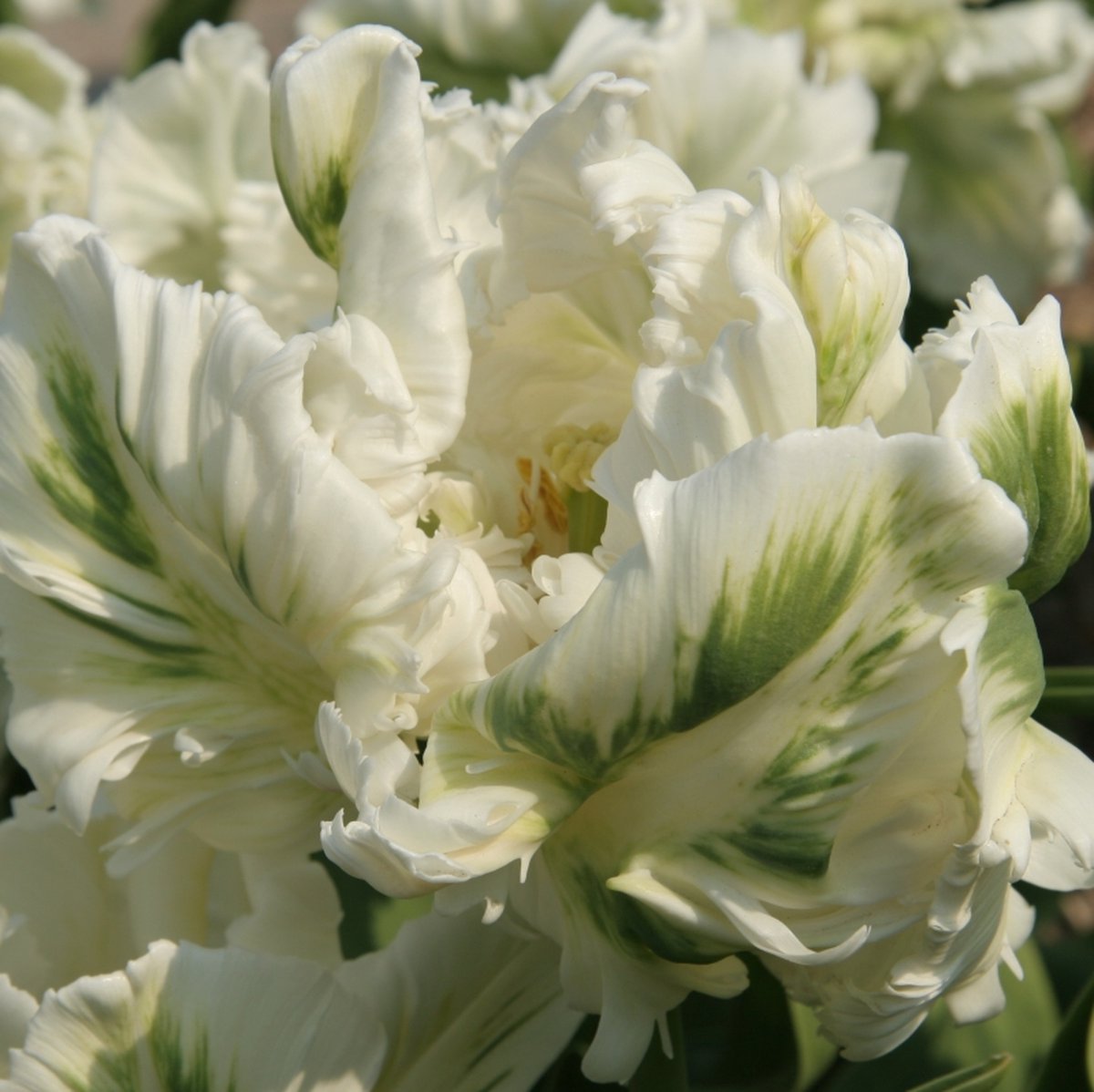 Tulp Super Parrot | 10 stuks | Parkiet | Groen | Wit | Tulpenbollen