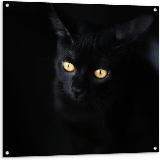 WallClassics - Tuinposter – Zwarte Kat in het Donker - 100x100 cm Foto op Tuinposter  (wanddecoratie voor buiten en binnen)