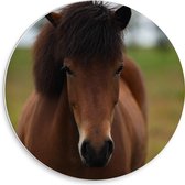 WallClassics - Cercle mural en mousse PVC - Cheval brun au premier plan - Photo 30x30 cm sur cercle mural (avec système de fixation)