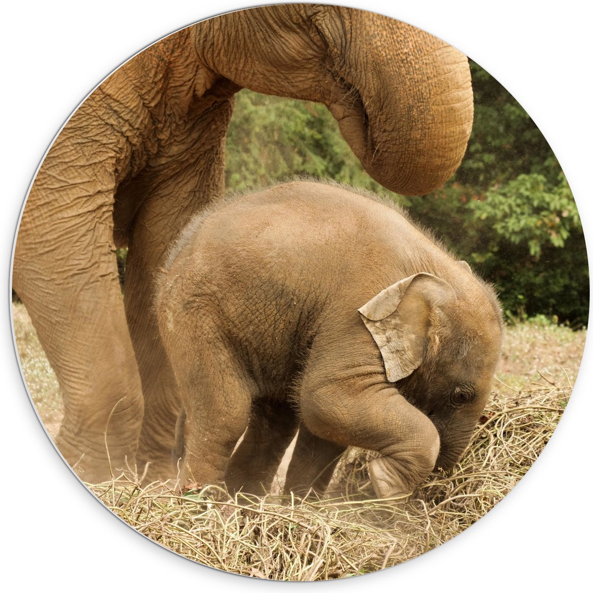 PVC Schuimplaat Muurcirkel - Mama Olifant met Baby Olifantje - 70x70 cm Foto op Muurcirkel (met ophangsysteem)