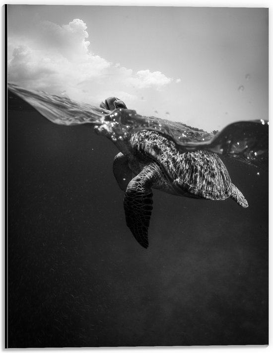 WallClassics - Dibond - Schildpad Zwemmend in het Water Zwart / Wit - 30x40 cm Foto op Aluminium (Wanddecoratie van metaal)