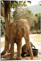 WallClassics - Poster de jardin - Éléphants au bol d'eau - 50x75 cm Photo sur Poster de jardin (décoration murale pour l'extérieur et l'intérieur)