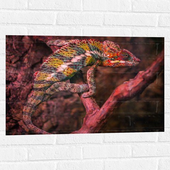 WallClassics - Muursticker - Kameleon op een Rood / Bruine Boom - 75x50 cm Foto op Muursticker