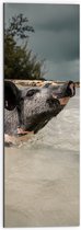 WallClassics - Dibond - Varkentje aan het Genieten van de Zee - 30x90 cm Foto op Aluminium (Met Ophangsysteem)