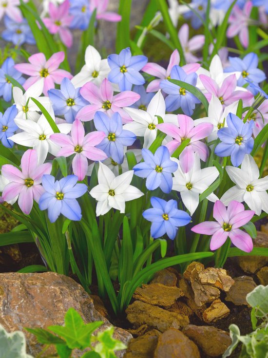 Groep Ipheion-bloemen met stervormige witte, roze en blauwe bloemblaadjes en gele harten tussen groene bladeren.