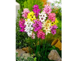 500x Afrikaanse korenlelie 'Ixia gemengd' - BULBi® Bloembollen met bloeigarantie