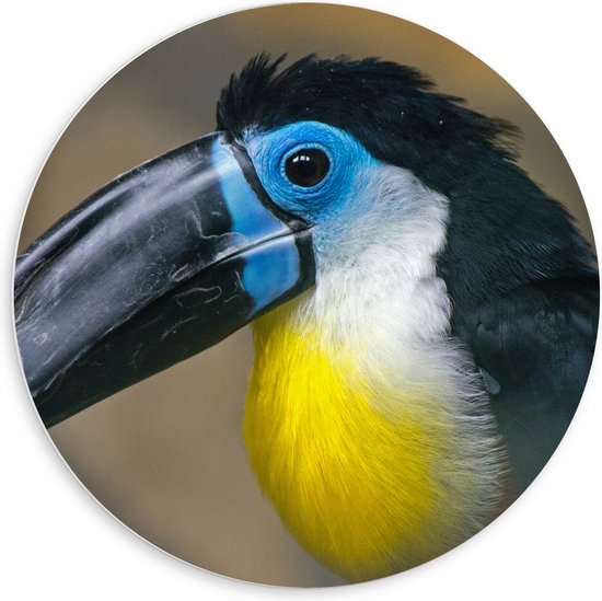 WallClassics - PVC Schuimplaat Muurcirkel - Blauwe Toekan - 60x60 cm Foto op Muurcirkel (met ophangsysteem)