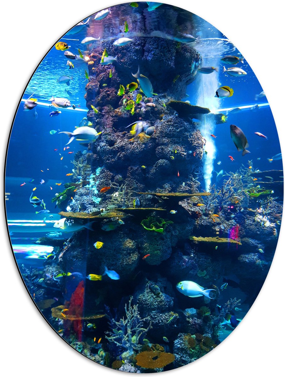 Dibond Ovaal - Prachtig Aquarium met mooie Vissen - 51x68 cm Foto op Ovaal (Met Ophangsysteem)