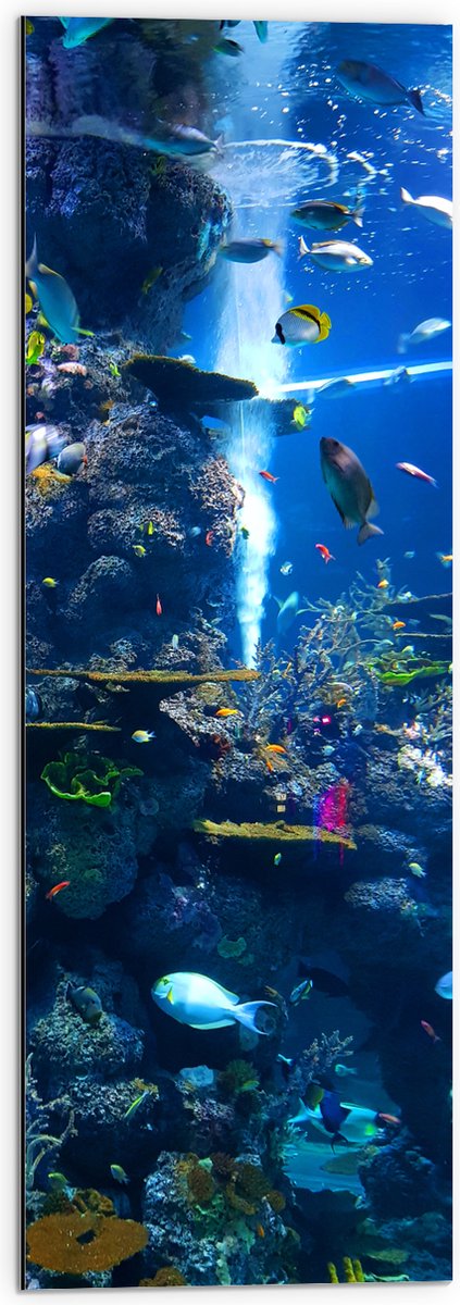 Dibond - Prachtig Aquarium met mooie Vissen - 30x90 cm Foto op Aluminium (Wanddecoratie van metaal)