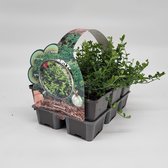2x6 stuks (12 planten) in 6-Pack concept Euonymus fort. 'Minimus - Bodembedekker - Vaste plant - Tuinplant - Winterhard - Groenblijvend - Groen - Kardinaalsmuts