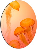 WallClassics - Dibond Ovaal - Oranje Kwallen - 42x56 cm Foto op Ovaal (Met Ophangsysteem)