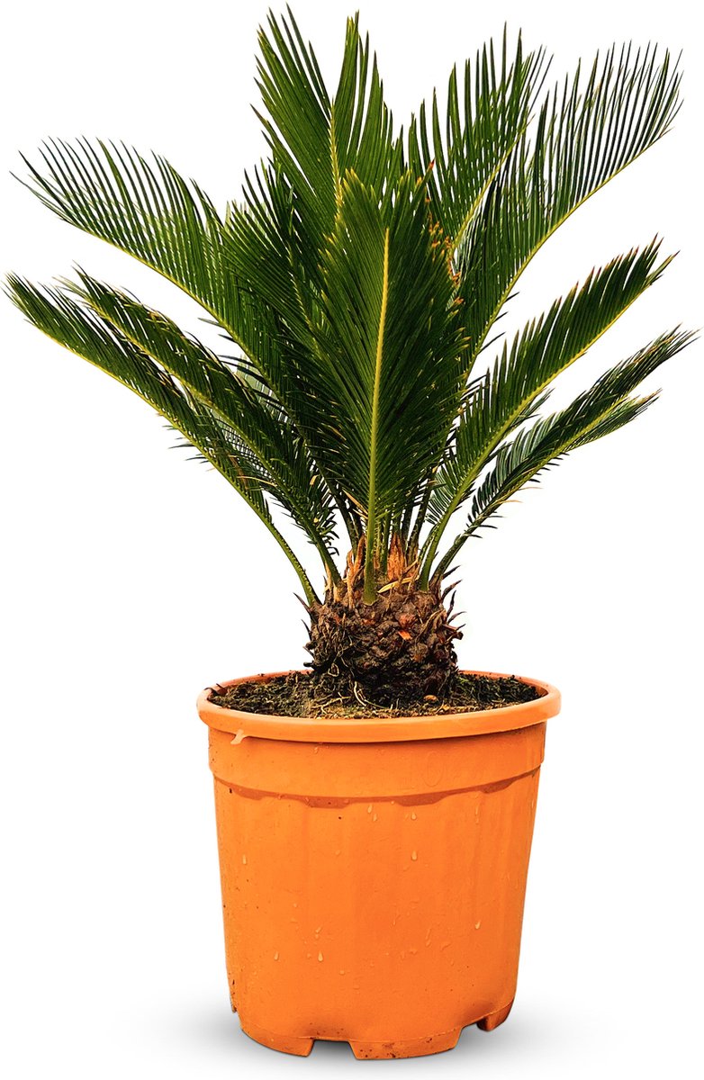 Cycas Revoluta XXL kopen? | Gratis bezorgd