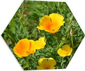 WallClassics - PVC Schuimplaat Hexagon  - Gele Bloemen in het Gras - 60x52.2 cm Foto op Hexagon (Met Ophangsysteem)