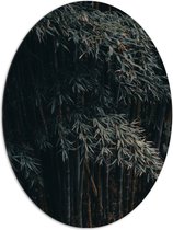 WallClassics - Dibond Ovaal - Donkere Bamboe Bomen - 72x96 cm Foto op Ovaal (Met Ophangsysteem)