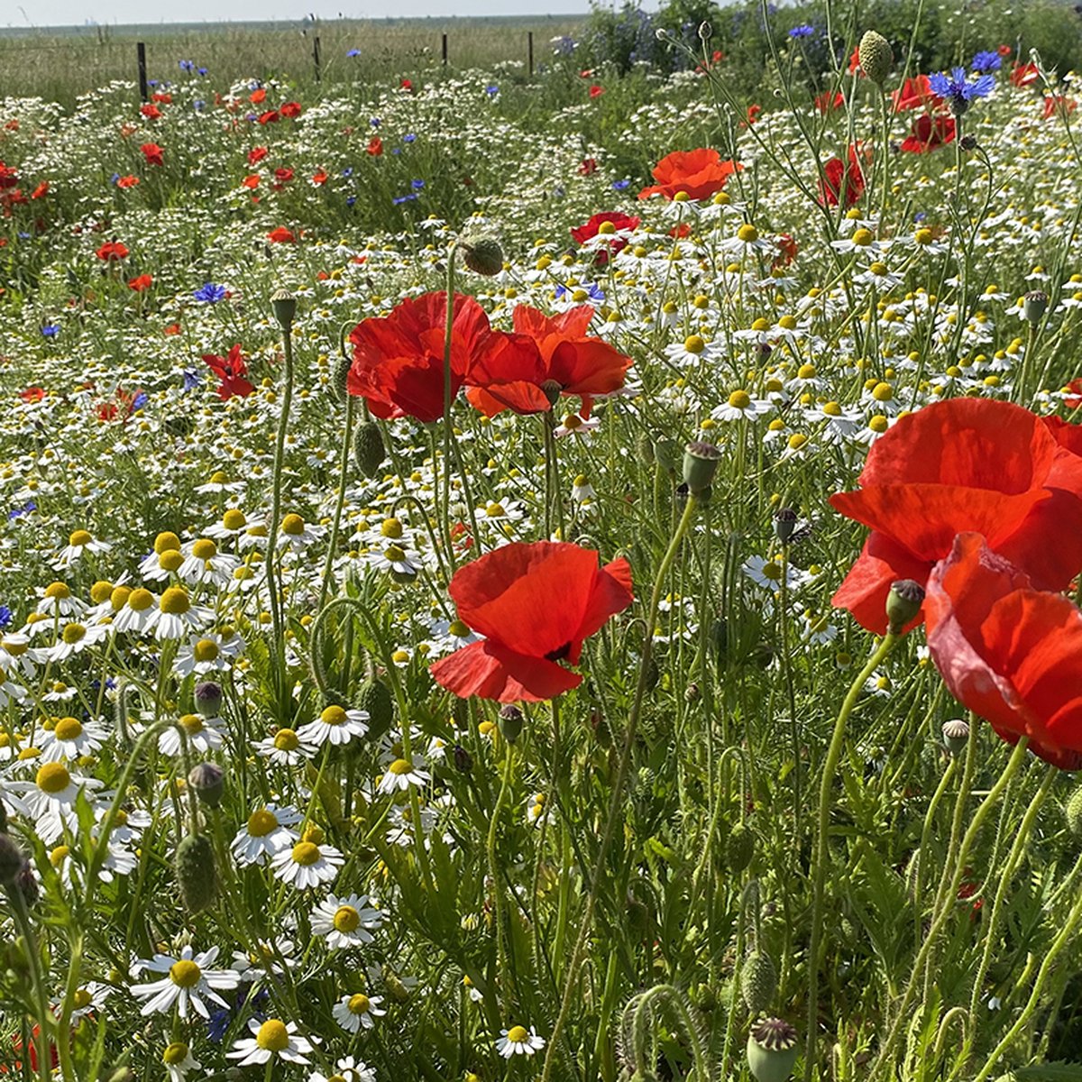 Holland Mengsel - Veldbloemen Zaden Wilde Bloemen - 50 gram - 32 vierkante meter - Meerjarig