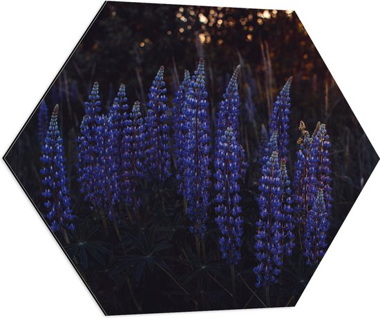 WallClassics - Dibond Hexagon - Blauwe Lupine Plant - 80x69.6 cm Foto op Hexagon (Met Ophangsysteem)