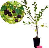 Cerisier, Prunus Athos ®, arbuste, cerisier, produit unique, pour jardin, potager, terrasse ou balcon.