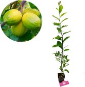 Citrus auratifolia - 'Mexican lime' limoenplant - 9cm pot - Hoogte +40cm
