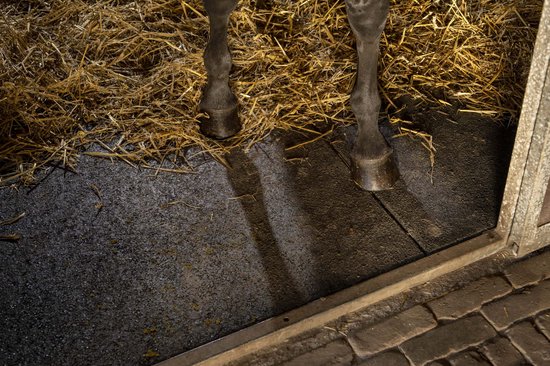De donkere benen van een paard staan in de spotlights op een mat van stro en rubber.